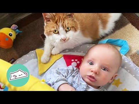Senior Cat Befriends a Baby Boy. Now the Two 'Meow' Together #Video