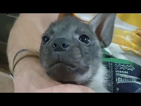 Rescue hyena loves to snuggle #Video