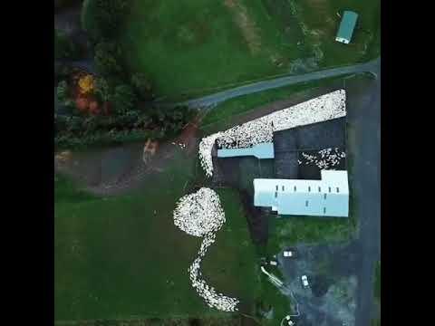 Dogs working sheep.. Impressive video!