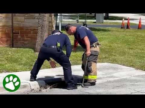 Tiny Cries Under the Street Stop Traffic—What Firefighters Find Will Melt You Video#