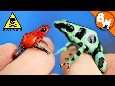 Which Poison Frog Can Kill You?