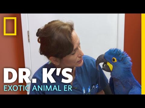 The Big Blue Bird | Dr. K's Exotic Animal ER