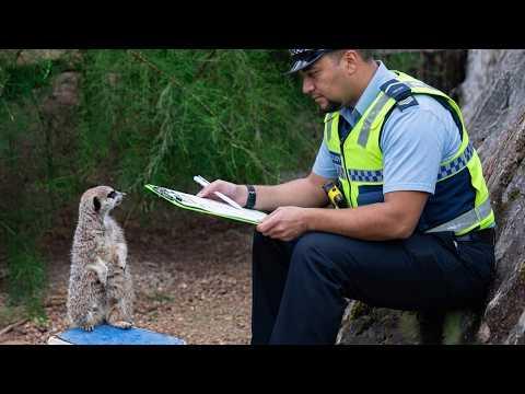 When Animals Get Way Too Close to the Police #Video!