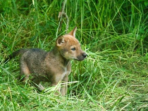 Red Wolf Pup Siblings At Play #Video