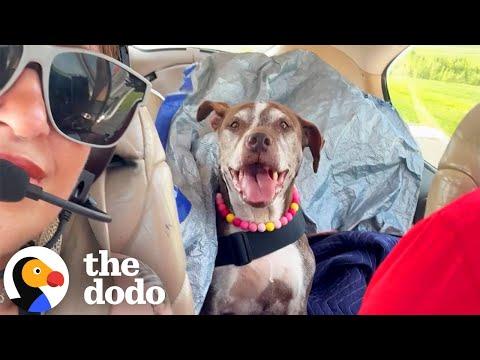 Dog With Cancer Checks Off Every Adventure On His Bucket List #Video