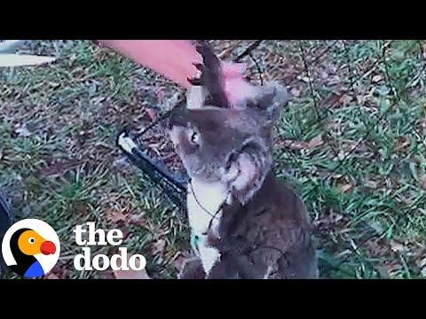 Woman Frees Koala Caught In A Net #Video