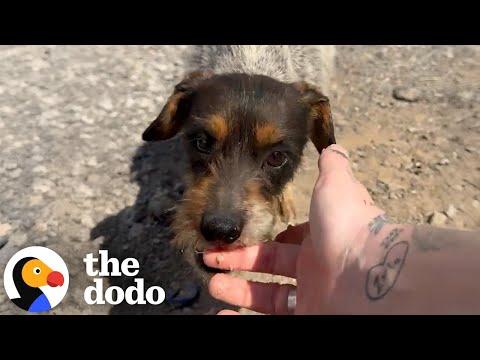 Two Neglected Terriers Were Found Hiding In A Drain Pipe #Video