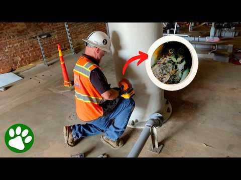 Workers hear strange noises coming from a pipe #Video