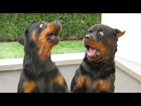 When You Need a Cool Rottweiler But Get a Goofy One #Video