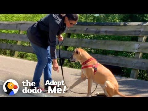 Dog Living In The Shelter Since 2015 Keeps Getting Returned | The Dodo Adopt Me!