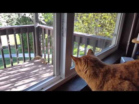 Orange tabby cat barks at squirrel #Video