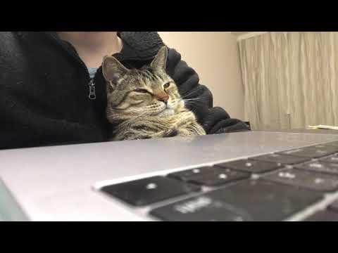 A cat succumbs to sleepiness despite being curious about bird videos. #Video