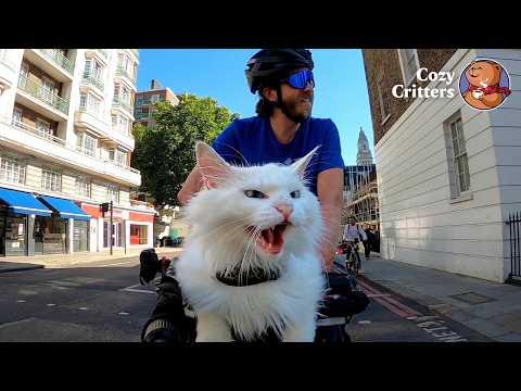 The Deaf Cat Who Rides a Bike… And Growls at Every Dog That Passes #Video