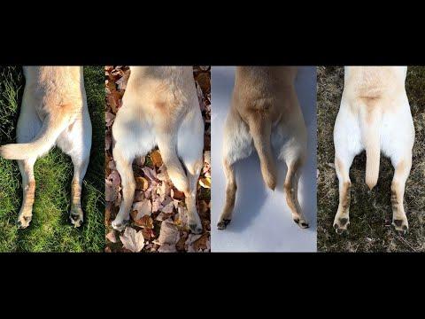 Stella's ALL SEASON Dog Brakes Video