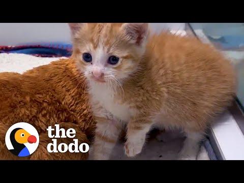Tiny, Scared Kitten Becomes Perfect Birthday Surprise for 14-Year-Old Girl #Video