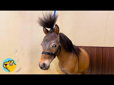 Naughty Mini Horse Makes Owner Laugh Every Day #Video