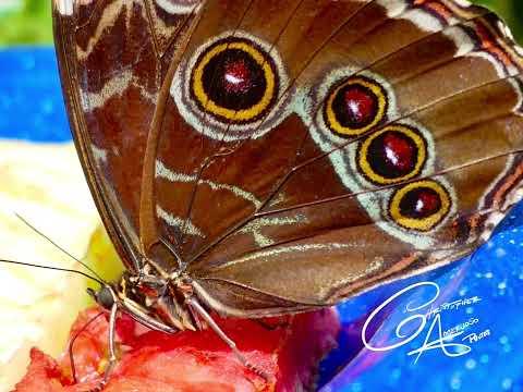 Amazing butterfly photos - Christopher Ameruoso #Video