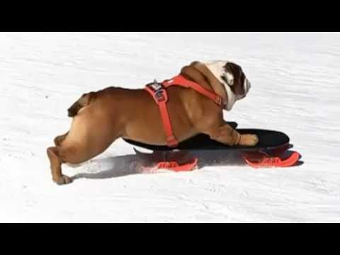 Dog astounds with human-like skill #Video