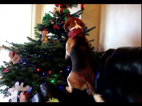 Charlie The Beagle Got His Own Christmas Tree Full Of Treats And Dog Toys
