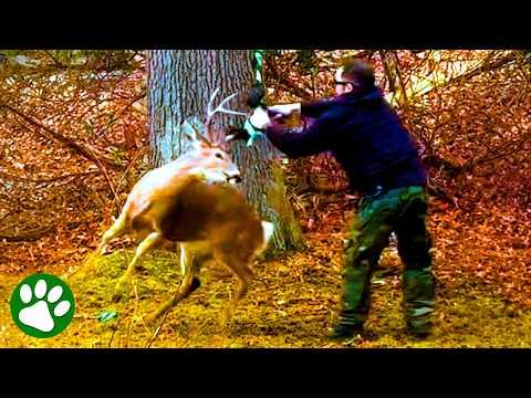 Brave man risks his life to save panicked deer #Video