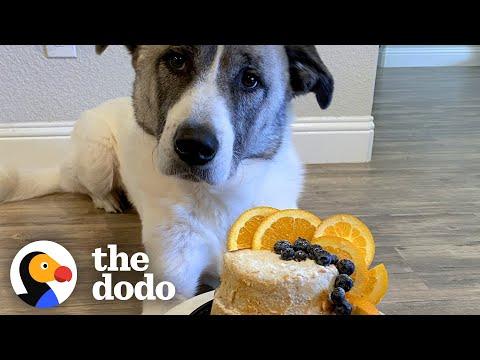 Rescue Dog Gets The Most Gorgeous Adoptaversary Cake  #Video
