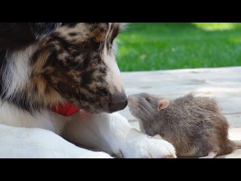 Nervous dog has an emotional support RAT | Australian Shepherd #Video