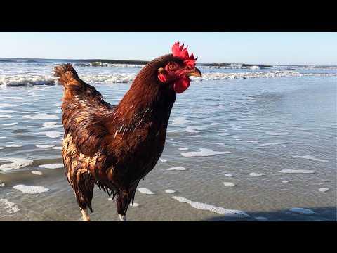 This Fearless Chicken Thinks He's an Eagle on a Jet Ski #Video