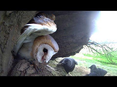 Young Barn Owl Battles With Tawny Owl & Kestrel Neighbours | Discover Wildlife | Robert E Fuller #Vi