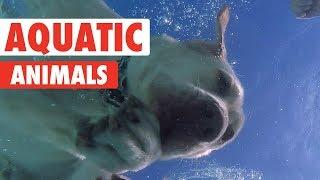 Animals Who Love Water | Aquatic Animals
