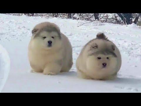 Super Bouncy Snow Pupper Bois Video