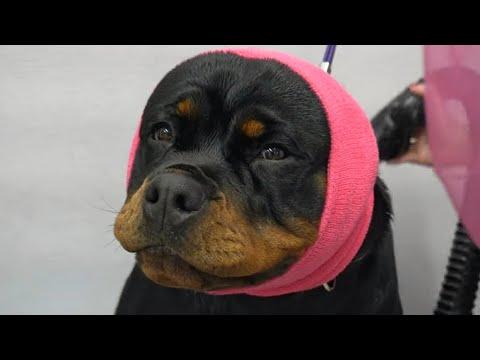 Rottweiler wants to eat me for her nail trim #Video
