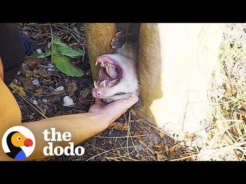 Rescuer Helps Terrified Opossum Stuck in Tree #Video
