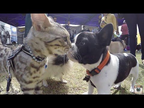 Boomer The Cat Meets 50 Dogs