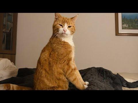 Funniest Cats And Dogs Videos 2024 #Video