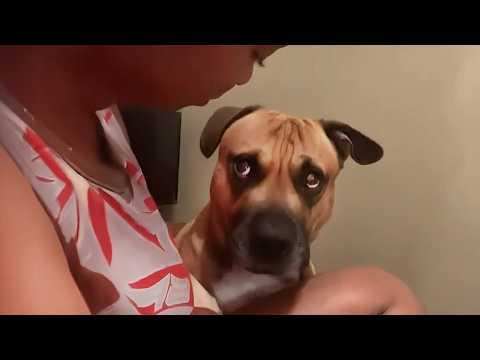 No One Warmed Me About Dogs' Attitudes #Video