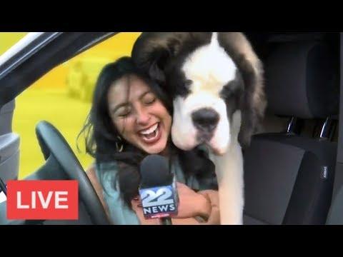 BEST NEWS BLOOPERS MARCH 2019