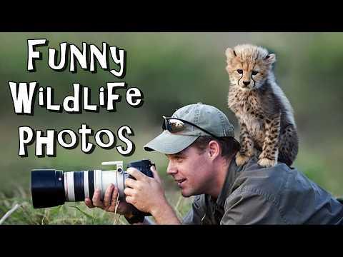 Funny Wildlife Photos The Uninvited Guest #Video