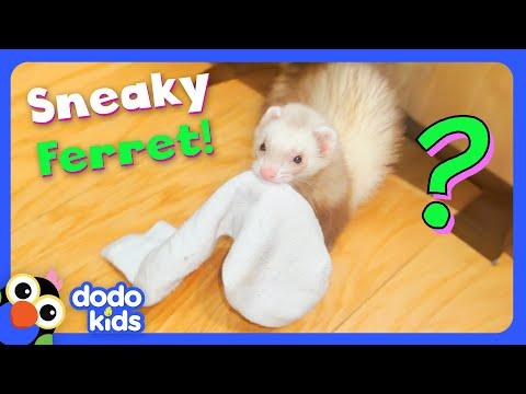 Where Is This Ferret Hiding Our Socks?? | Dodo Kids #Video