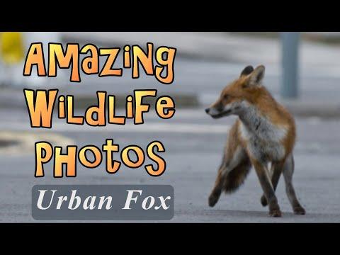 Amazing Wildlife Photos Urban Fox #Video