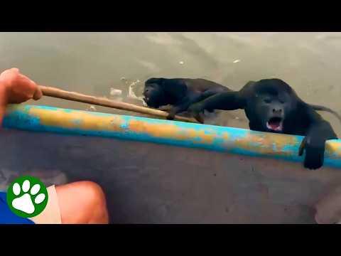 Exhausted Monkey Climbs Onto Boat After Near-Drowning #Video