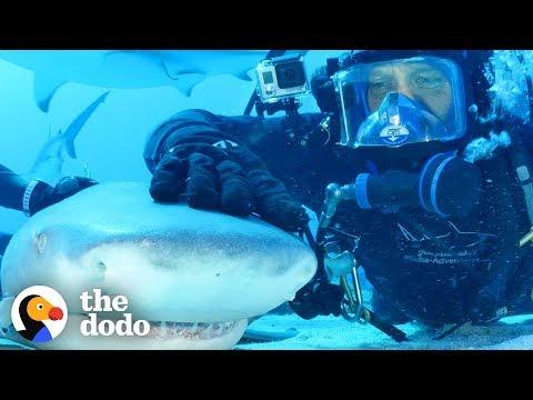 Diver Has Been Friends With Tiger Shark For 20 Years! | The Dodo