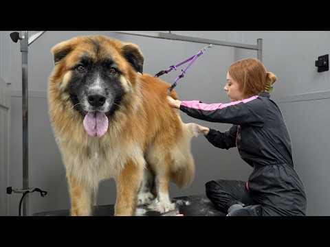 The Most DRAMATIC Blow Dry I've Ever Experienced #Video