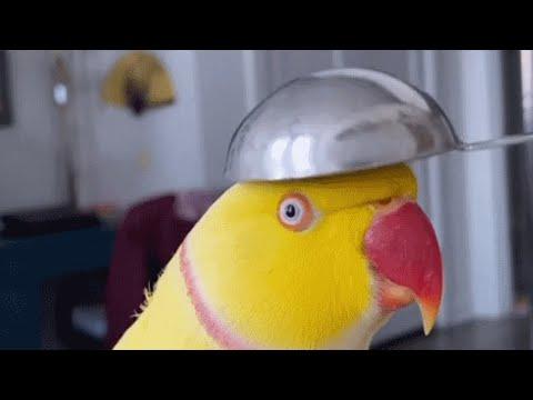'Good girl' parrot turns out to be a boy #Video