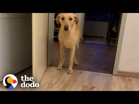 This Dog Thinks The Floor Is Lava #Video