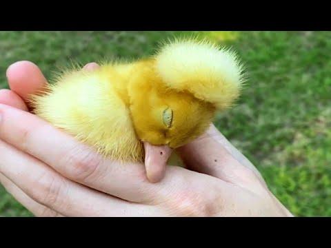 No one wanted this special needs duck. Then this woman took him home. #Video