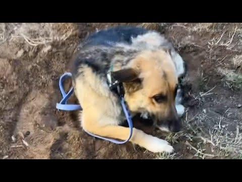 Neglected dog has amazing response when she's loved for first time #Video