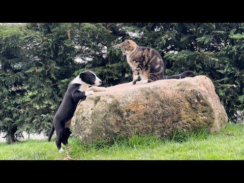 Cat Doesn’t Want Puppy On His Rock #Video