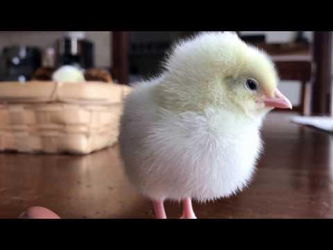 Baby chick sounds like a fire alarm video