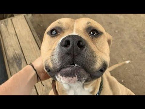 Shy shelter dog transforms when he meets a loving human #Video