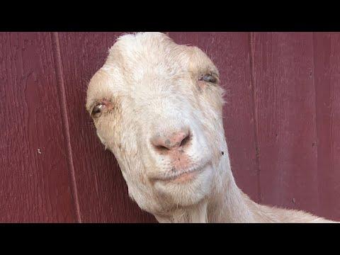 Rescue 'mini goat' turns out to be something else #Video
